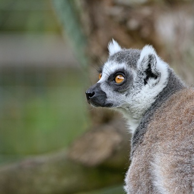 Parcs Animaliers